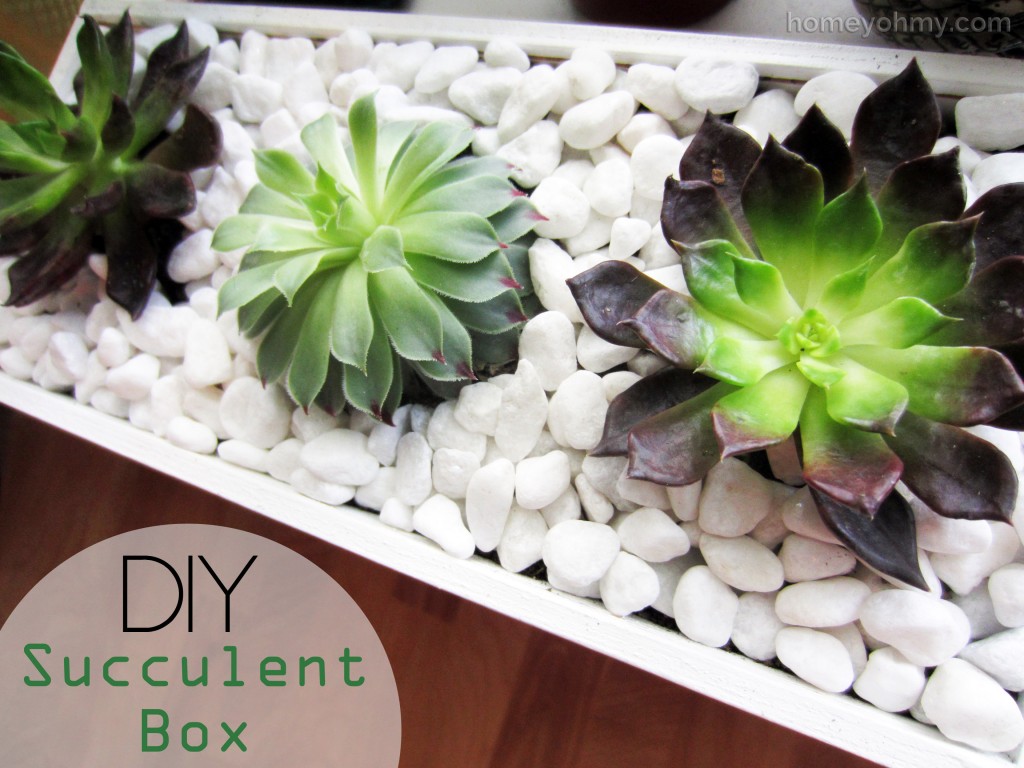 DIY Succulent Box