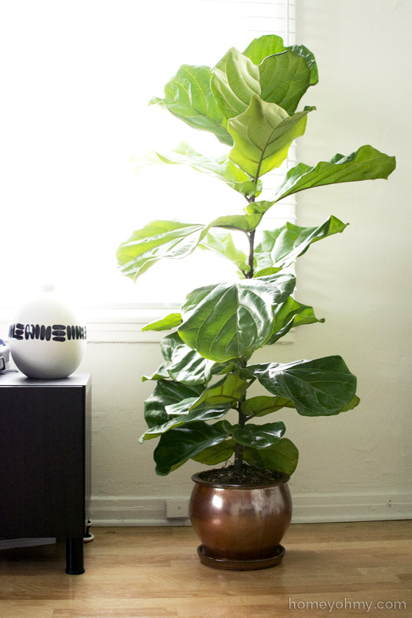 Fiddle Leaf Fig Tree