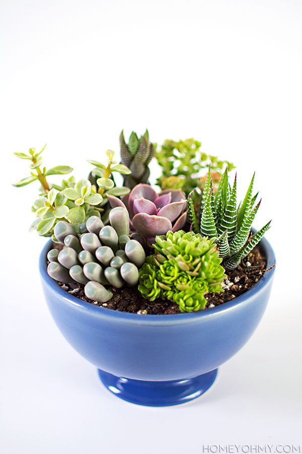 DIY Mini Succulent Garden