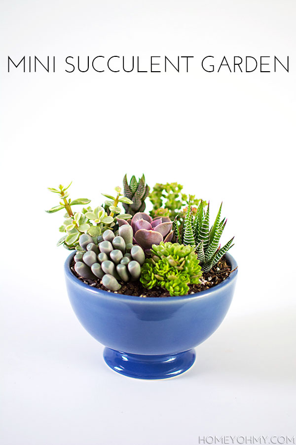 Mini Succulent Garden