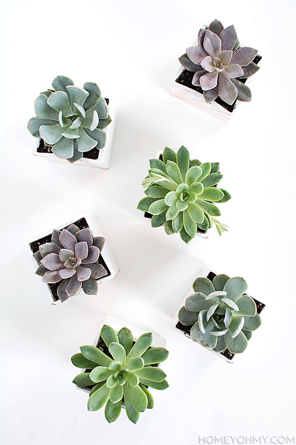 Succulents