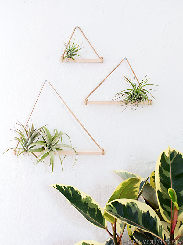 Air Plant Hangers