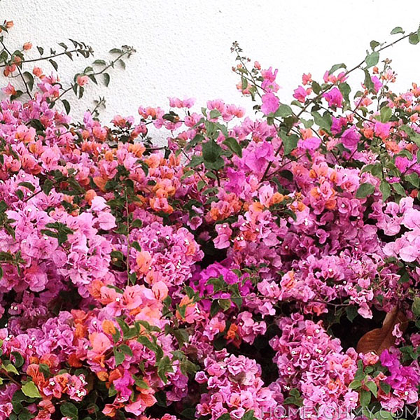 bougainvillea