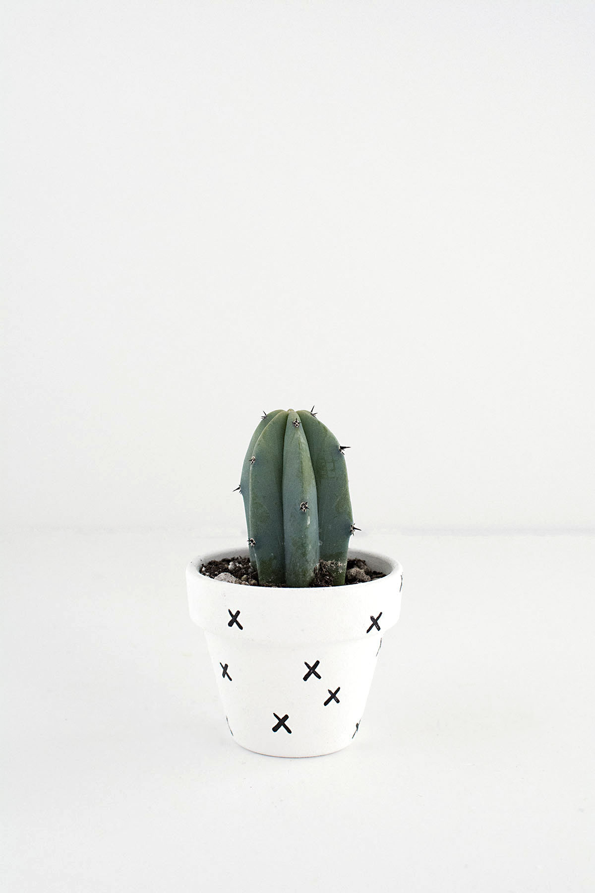 mini cactus-2